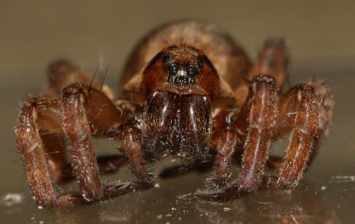 Trochosa terricola